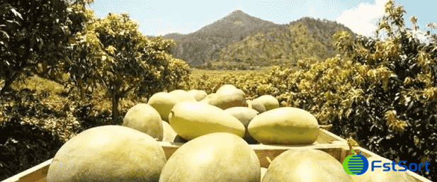 Clasificadora de peso de mango.png Clasificadora de peso de mango.png